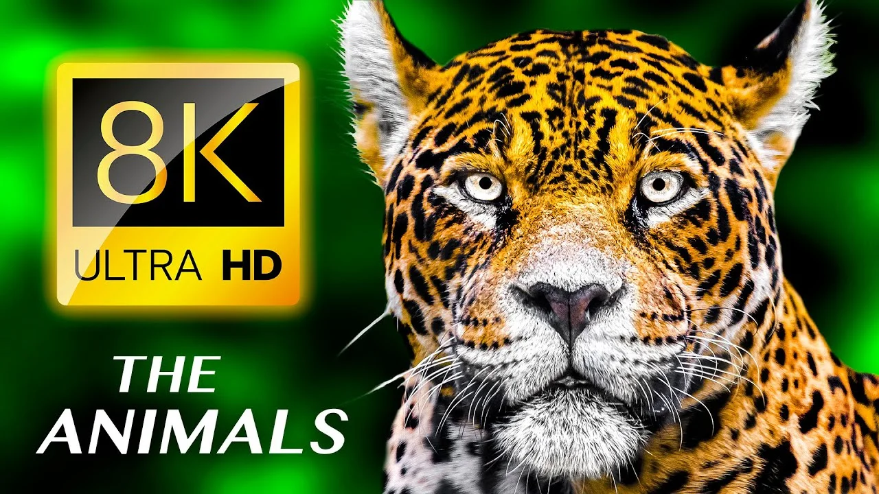 THE ANIMALS 8K ULTRA HD