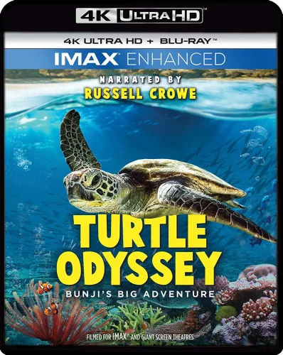 Turtle Odyssey 4K 2018