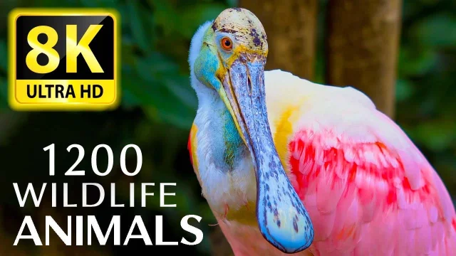 1200 ANIMALS AND ANIMALS 8K ULTRA HD - Soothing Music and Impressive Animals in 8K ULTRA HD (60 FPS) main poster