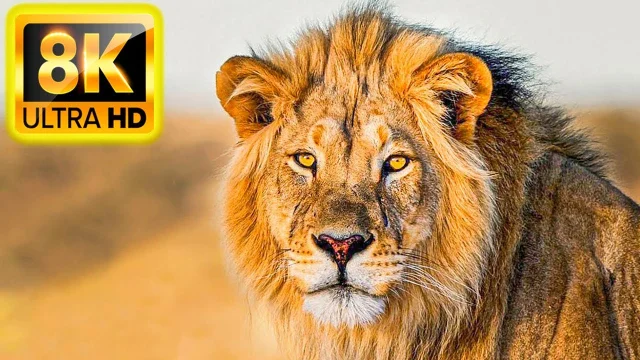 8K ULTRA HD Animals - THE BEST ANIMALS 8K 60FPS HDR10+ main poster