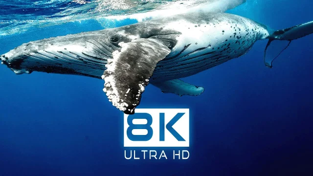 8K Video HDR • OCEAN LIFE in Dolby Vision 8K ULTRA HD main poster