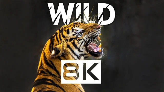 8K Video HDR • Wildlife Experience in Dolby Vision 8K ULTRA HD main poster