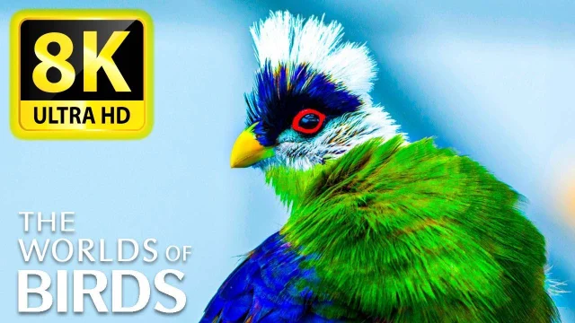 8K VIDEO WITH THE BIRD WORLD - 8K ULTRA HD VIEW main poster