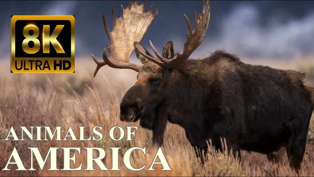 ANIMALS OF AMERICA 8K Ultra HD – Wildlife Documentary main poster