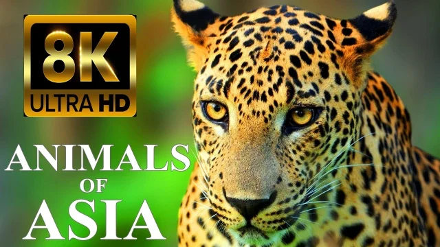 Animals Of Asia 8K - Names and Real Sounds main poster