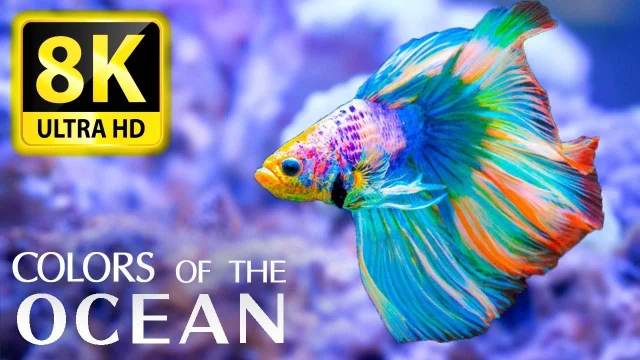 Colors Of The Ocean 8K ULTRA HD - The best sea animals for relaxing and soothing music main poster