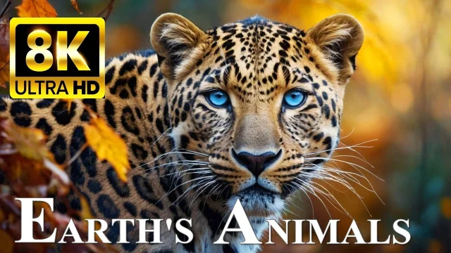 EARTH’S ANIMALS 8K ULTRA HD - Wildlife Around the World main poster