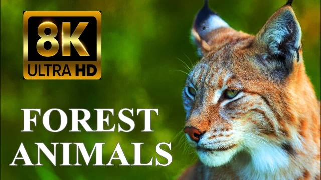 FOREST ANIMALS 8K ULTRA HD – Forest Wildlife with REAL Nature Sounds main poster