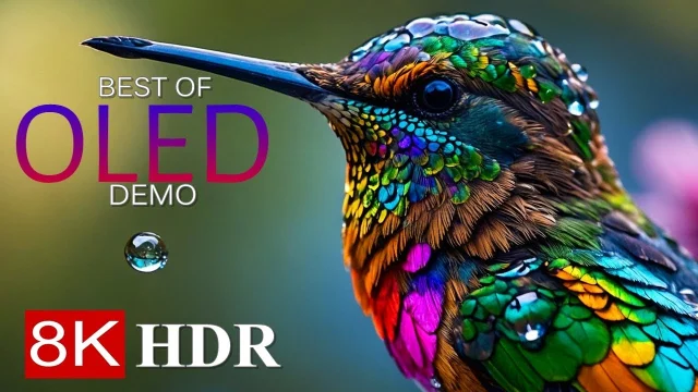 MOST COLORFUL BIRDS 8K HDR – OLED DEMO 8K Ultra HD main poster