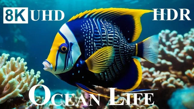 OCEAN LIFE 8K HDR – 8K Coral Reefs and Ocean Animals main poster