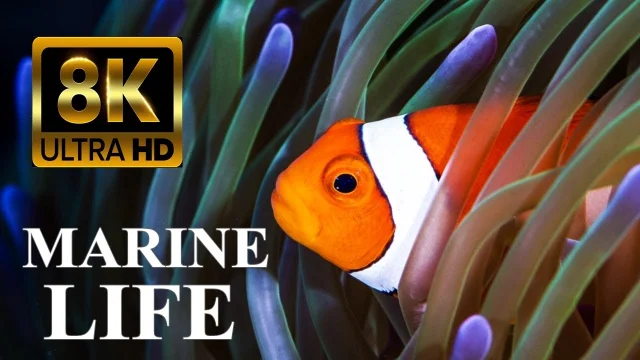 Secrets of Coral Reefs Marine Life 8K Ultra HD main poster