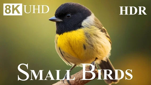 Small BIRDS 8K HDR - Names and Sounds main poster