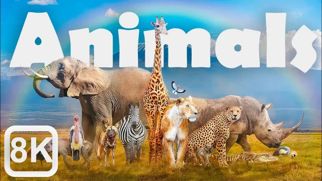 Stunning Animals in 8K video Ultra HD  Epic Wildlife Footage main poster