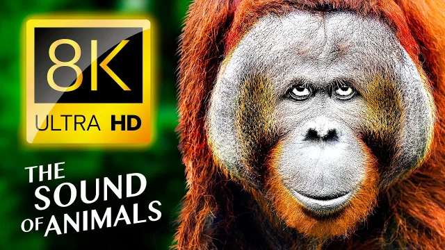 THE REAL SOUNDS OF BEAUTIFUL ANIMALS 8K HDR VIDEO ULTRA HD main poster