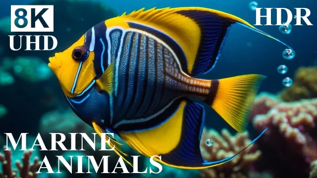 UNDERWATER PARADISE 8K HDR – Marine Life and Ocean Animals 8K Ultra HD main poster