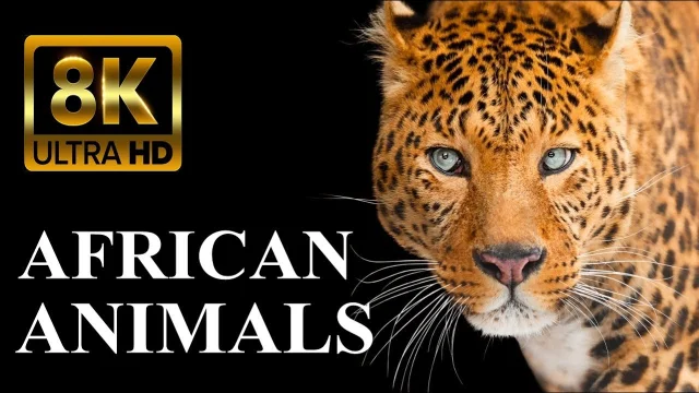 WILD AFRICA 8K ULTRA HD – Legendary African Animals main poster