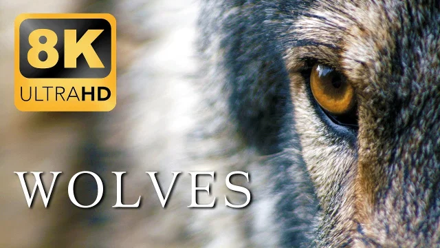 WOLVES 8K Video Ultra HD 60FPS HDR main poster